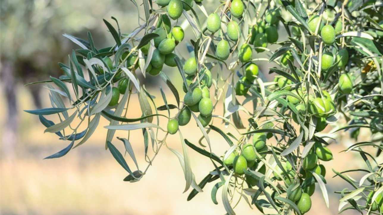 Is Olive Farming Profitable A Complete 2025 Investor Profitability Guide